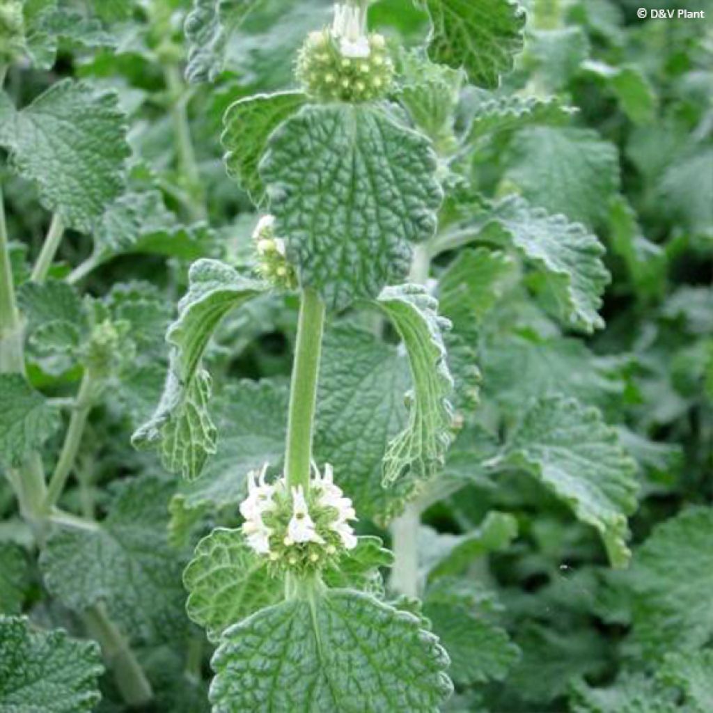 Marrubium vulgare - Marrube blanc, marrube commun