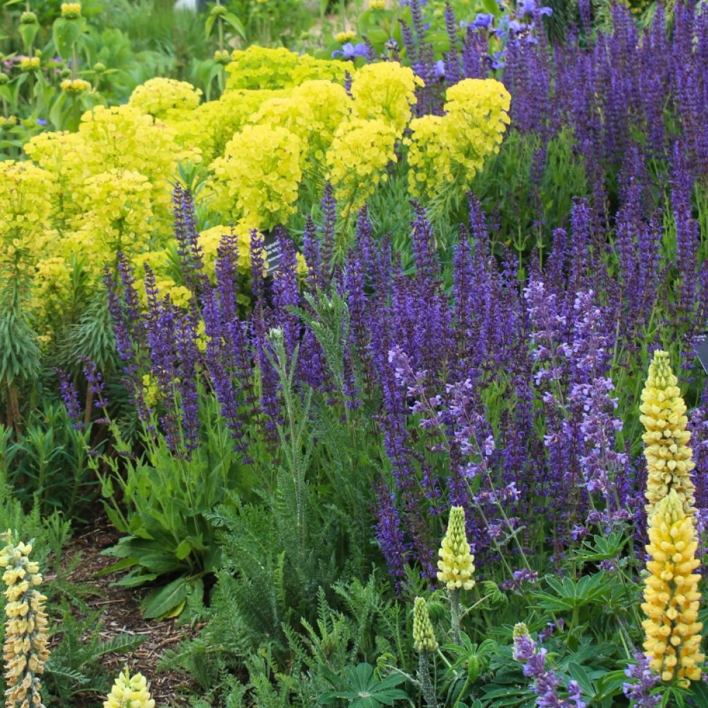 Tasso miele Giallo e Blu