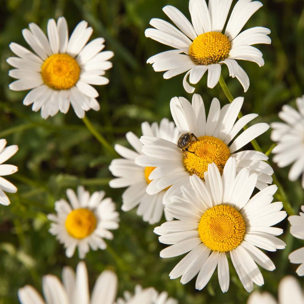 Matricaire romaine (Anthemis nobilis) - Camomille anglaise