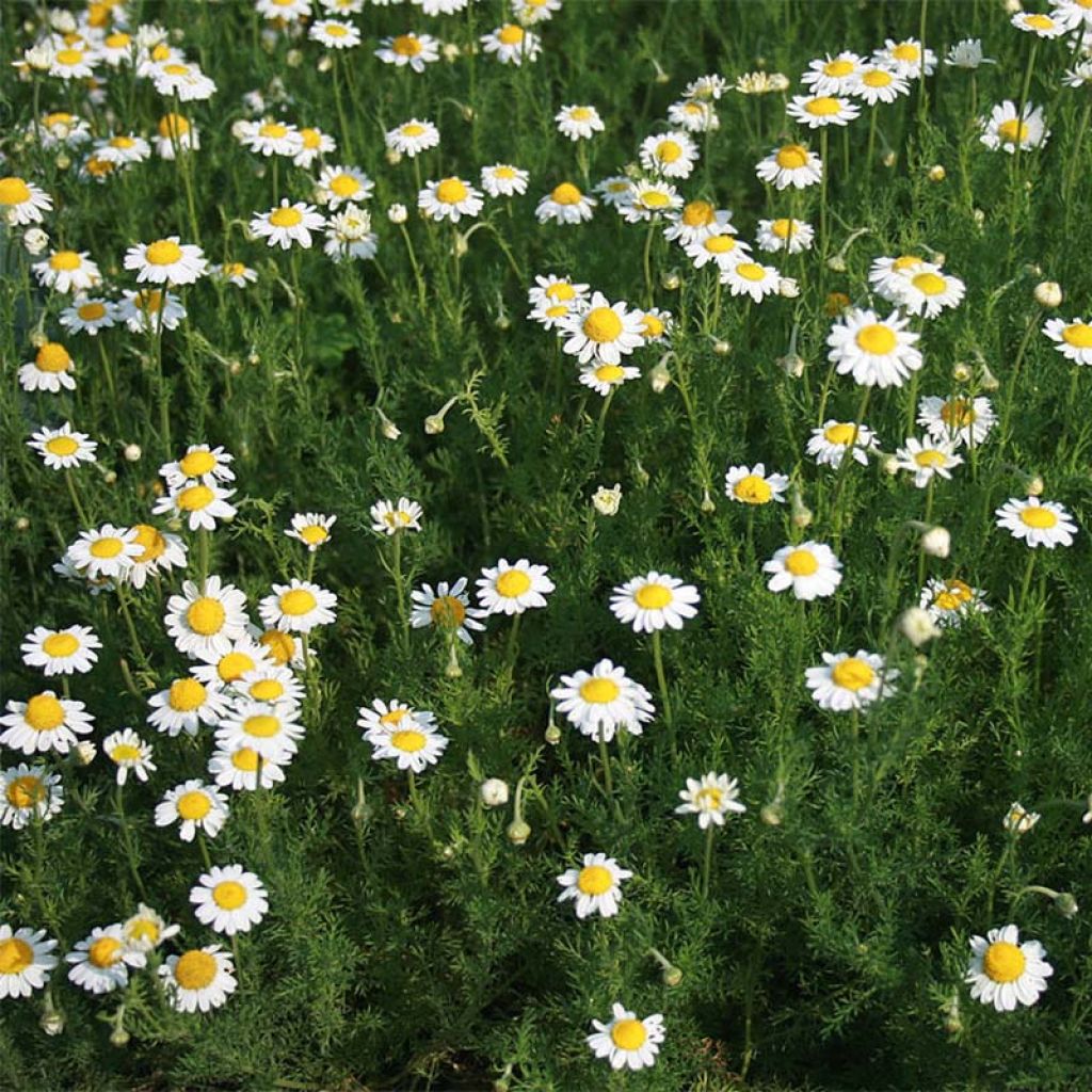 Matricaire romaine (Anthemis nobilis) - Camomille anglaise