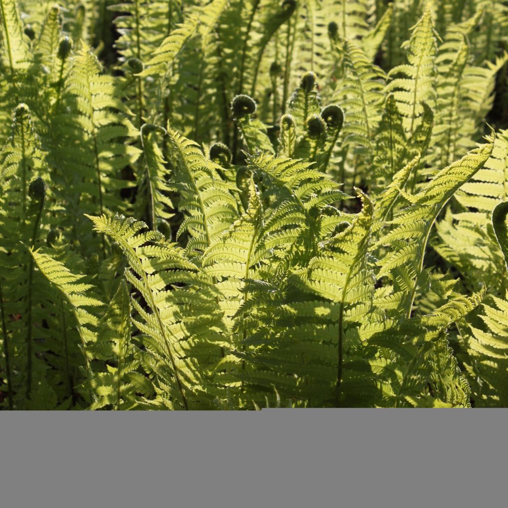 Matteuccia struthiopteris - Felce penna di struzzo