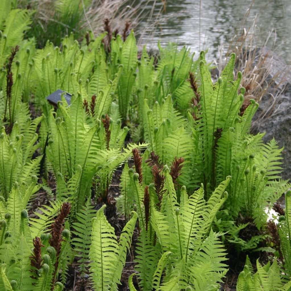 Matteuccia struthiopteris - Felce penna di struzzo