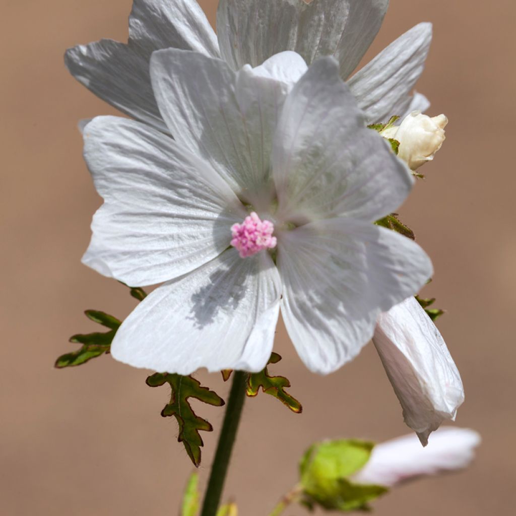 Malva moschata Alba - Malva muschiata