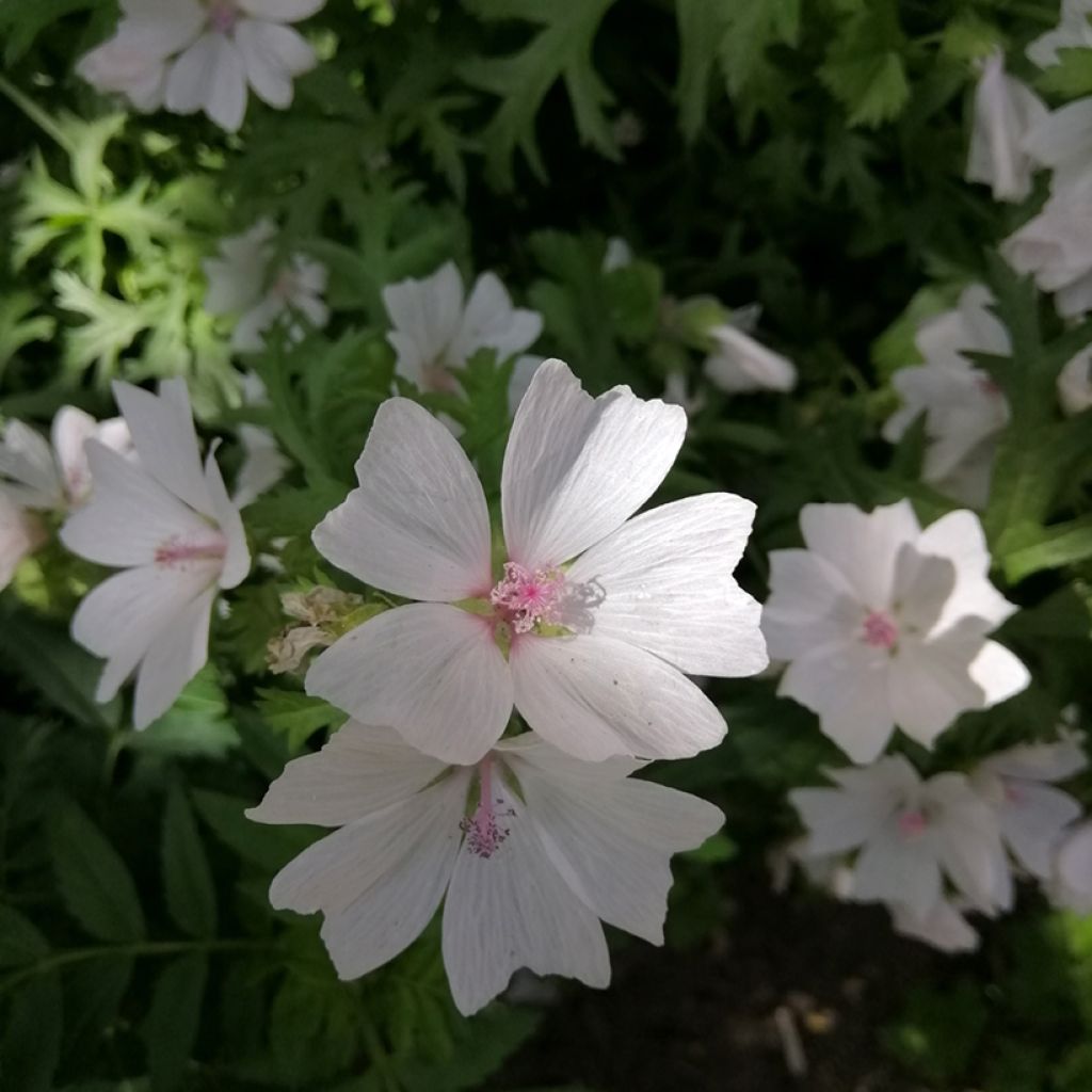 Malva moschata Alba - Malva muschiata