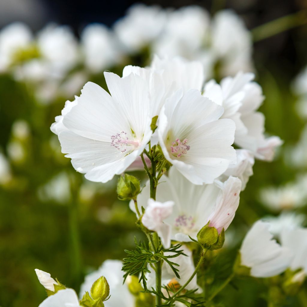 Malva moschata Alba - Malva muschiata