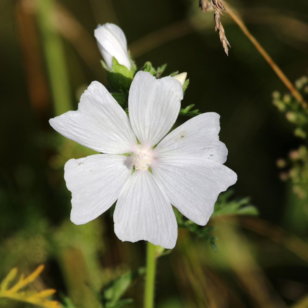 Malva moschata Alba - Malva muschiata