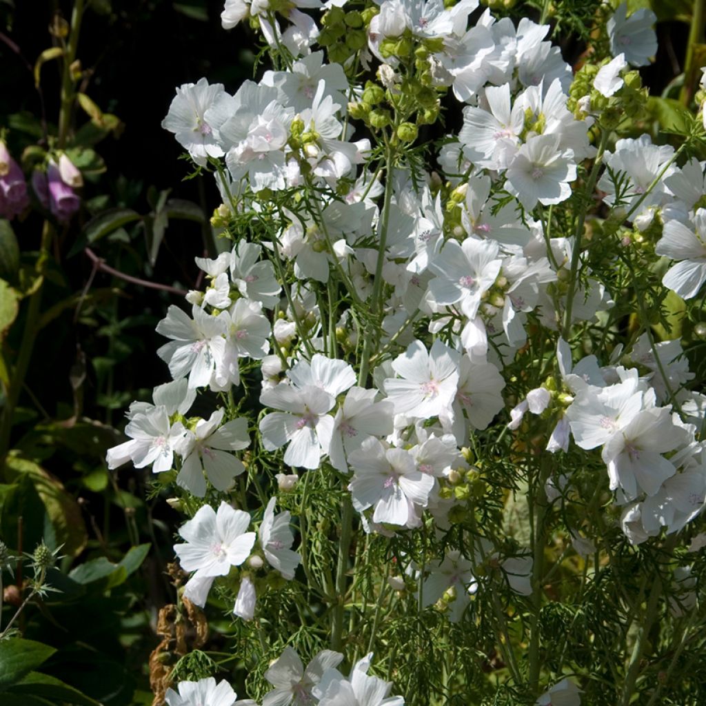 Malva moschata Alba - Malva muschiata