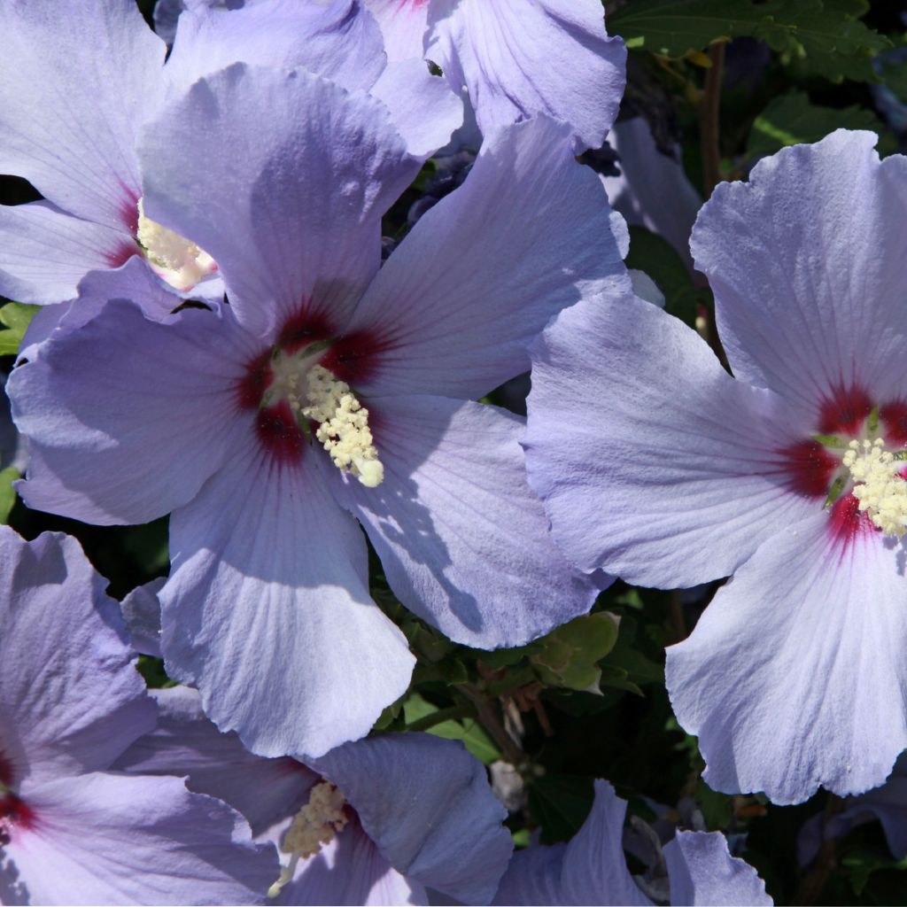 Mauve en arbre - Hibiscus syriacus Azurii