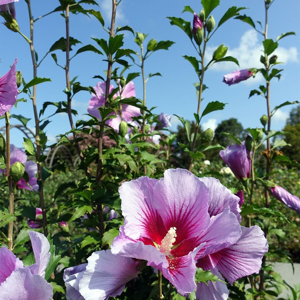 Mauve en arbre - Hibiscus syriacus Purple Pillar