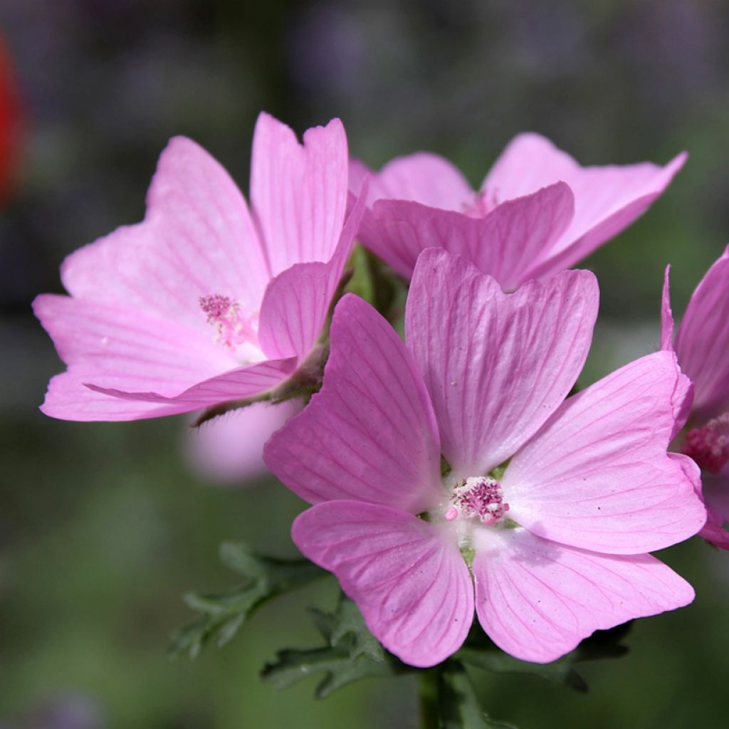 Malva moschata rosea - Malva muschiata