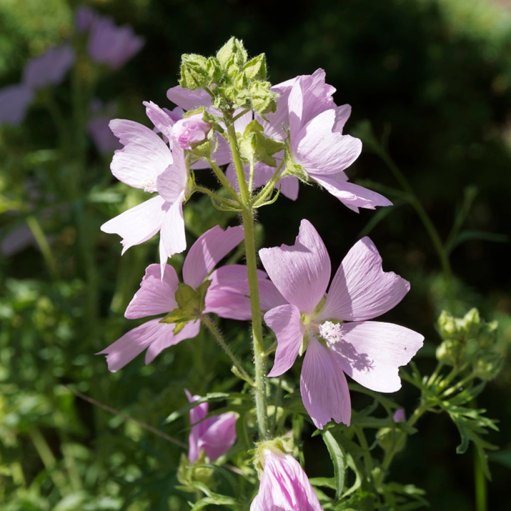 Malva moschata rosea - Malva muschiata