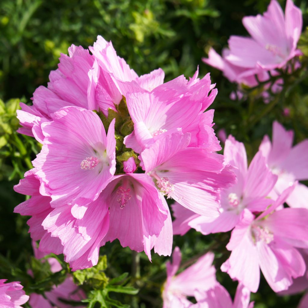 Malva moschata rosea - Malva muschiata