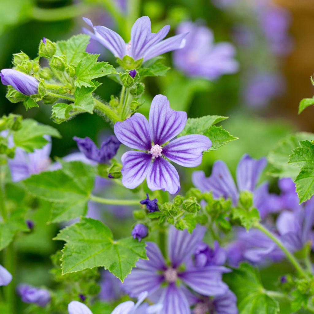 Malva sylvestris Primley Blue - Malva selvatica