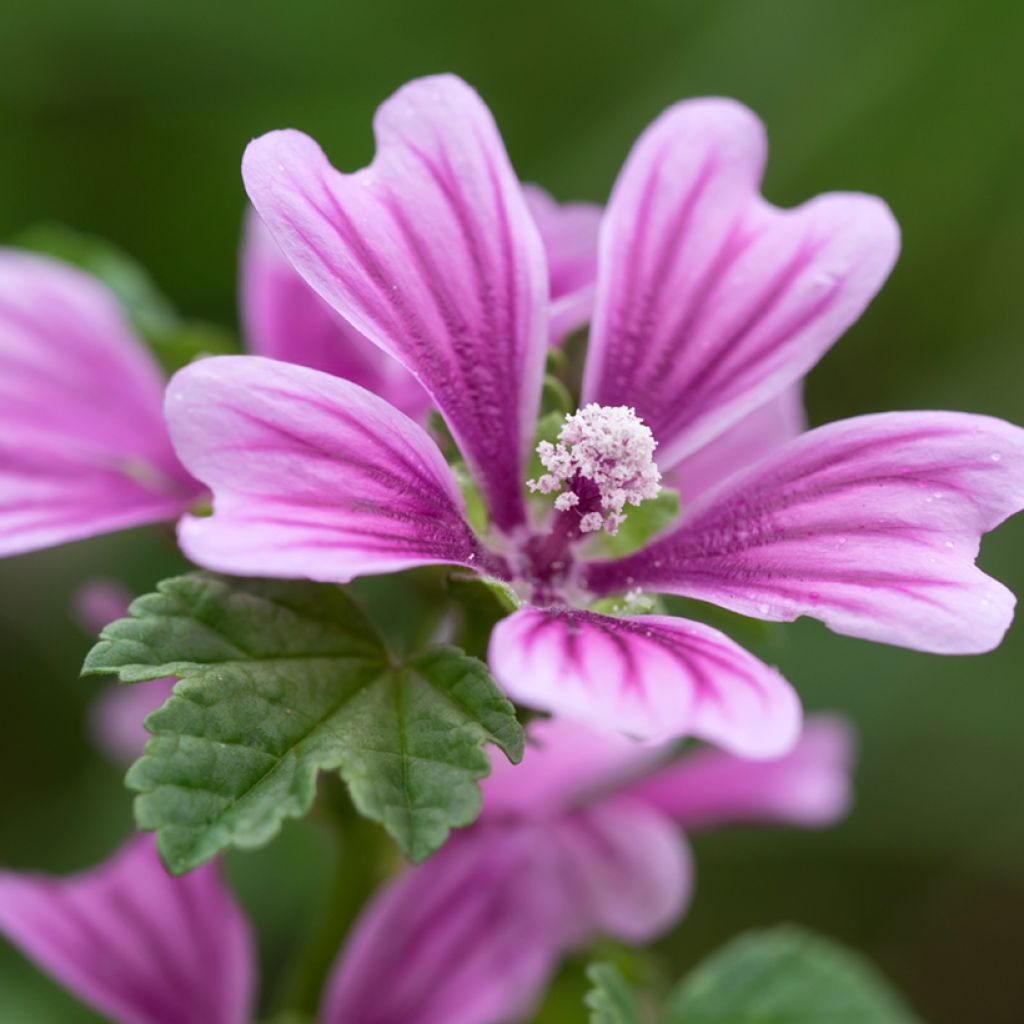 Malva sylvestris - Malva selvatica