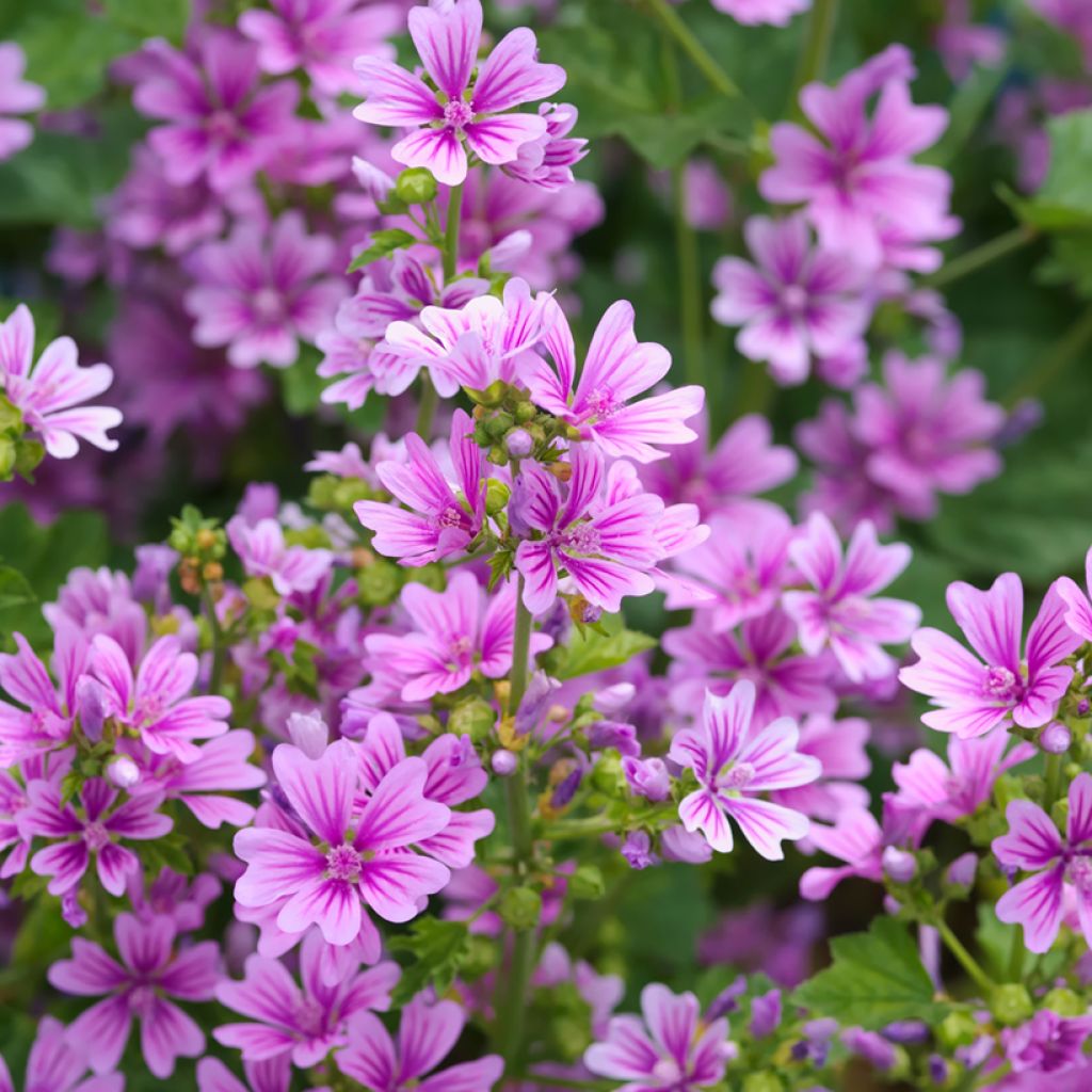 Malva sylvestris - Malva selvatica