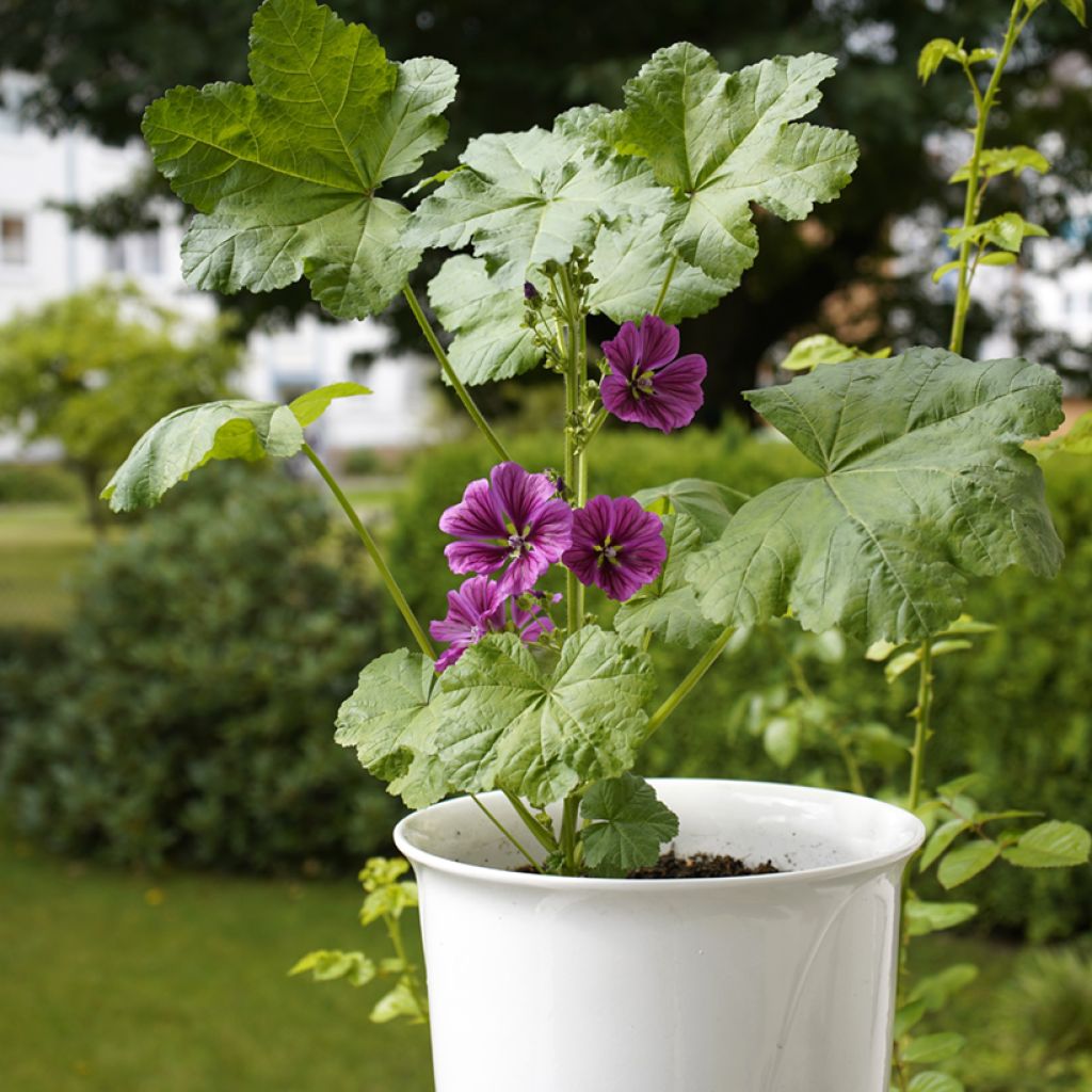 Malva sylvestris - Malva selvatica