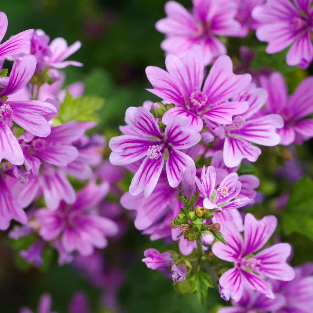 Malva sylvestris - Malva selvatica