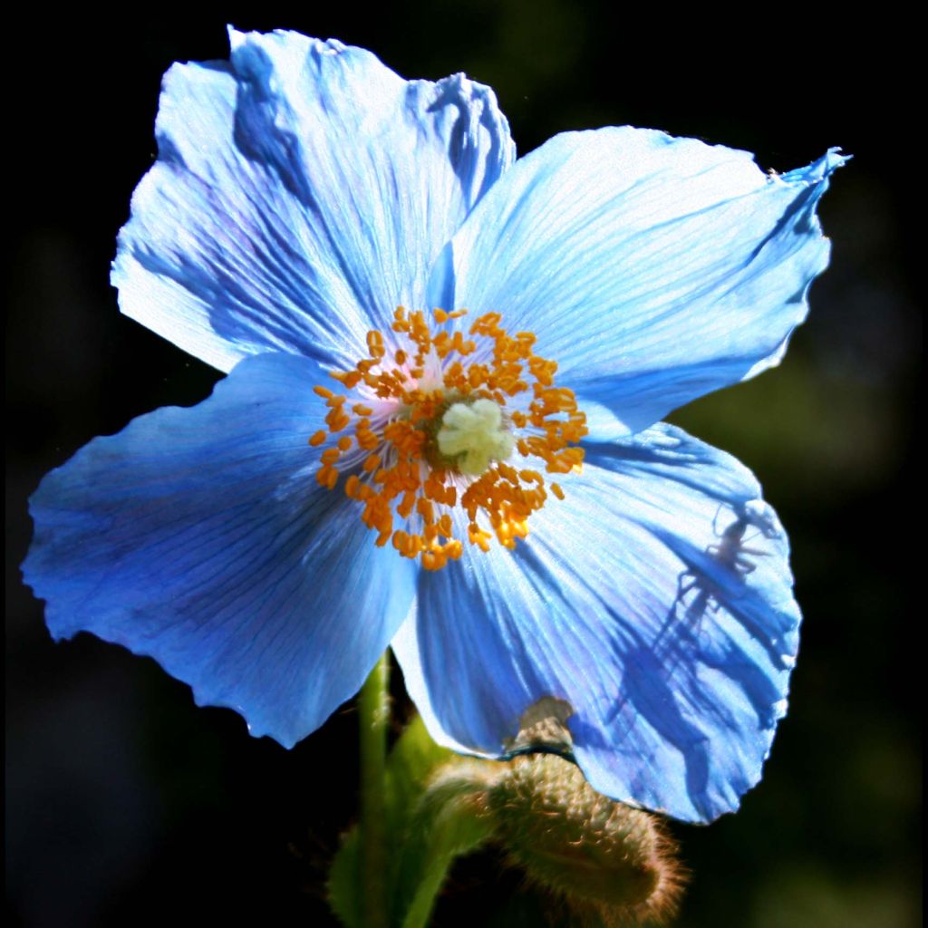 Pavot bleu de l Himalaya - Meconopsis betonicifolia