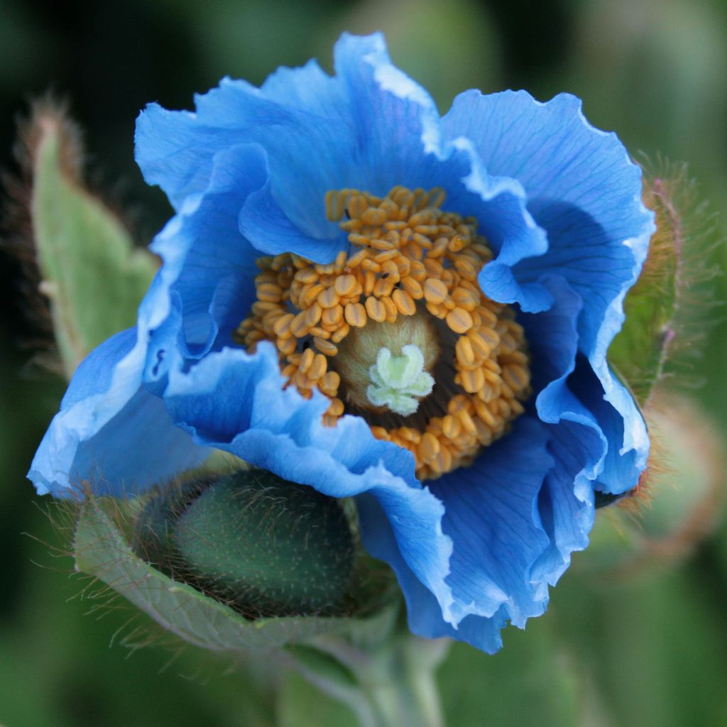 Pavot, Meconopsis grandis