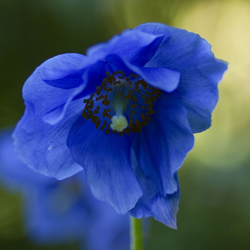 Pavot, Meconopsis grandis