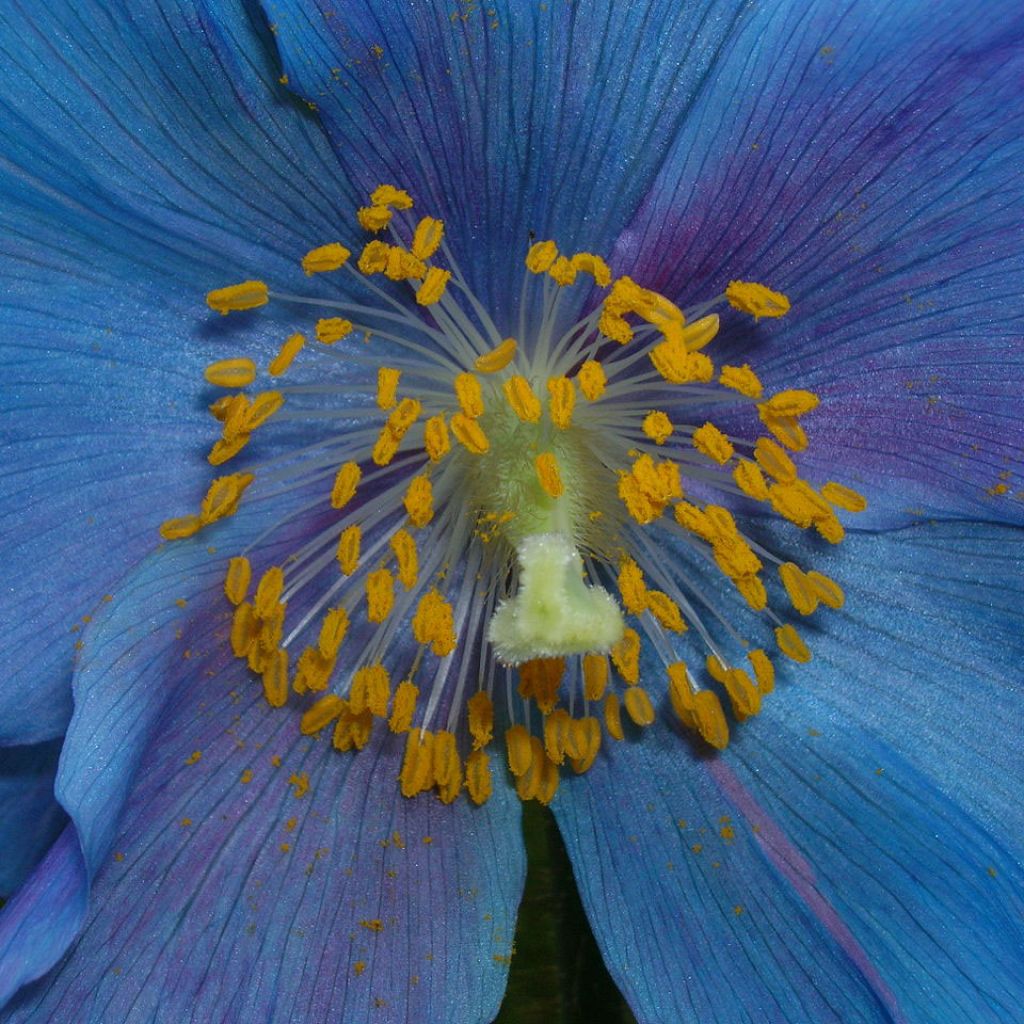 Pavot, Meconopsis sheldonii