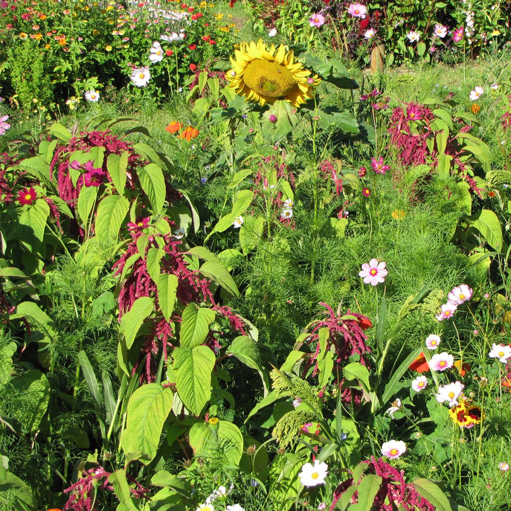 Mischia di fiori per Uccelli BIO