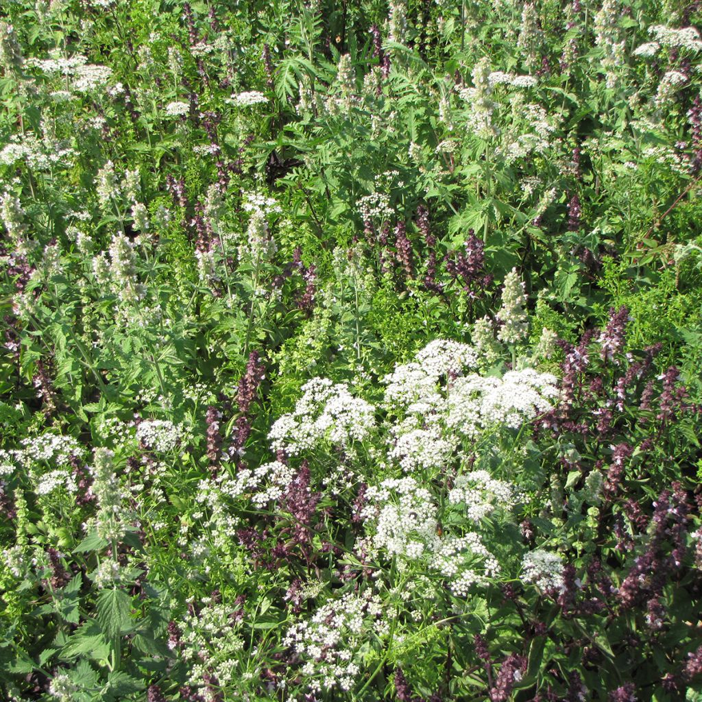 Miscela di fiori per allontanare le zanzare