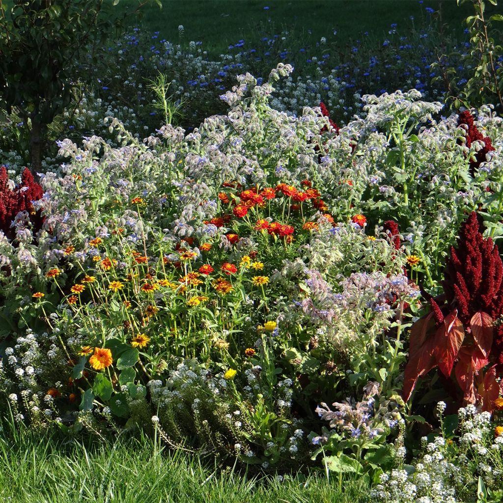 Mélange de fleurs pour limiter les limaces