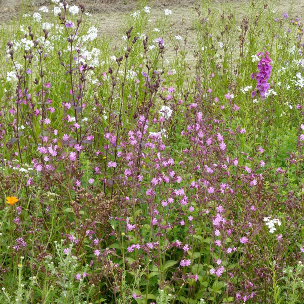 Mix di fiori selvatici Luce e Ombra