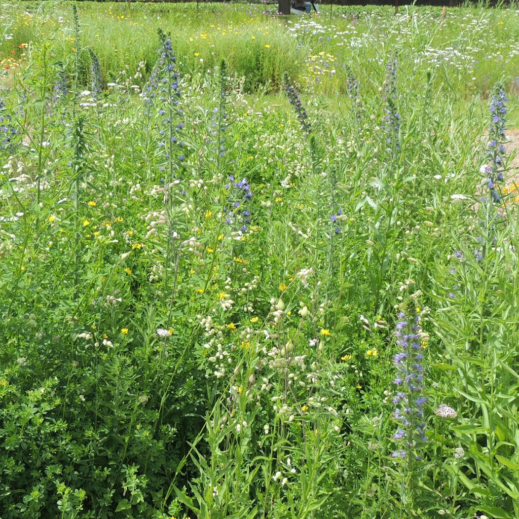 Mix di fiori selvatici per Farfalle