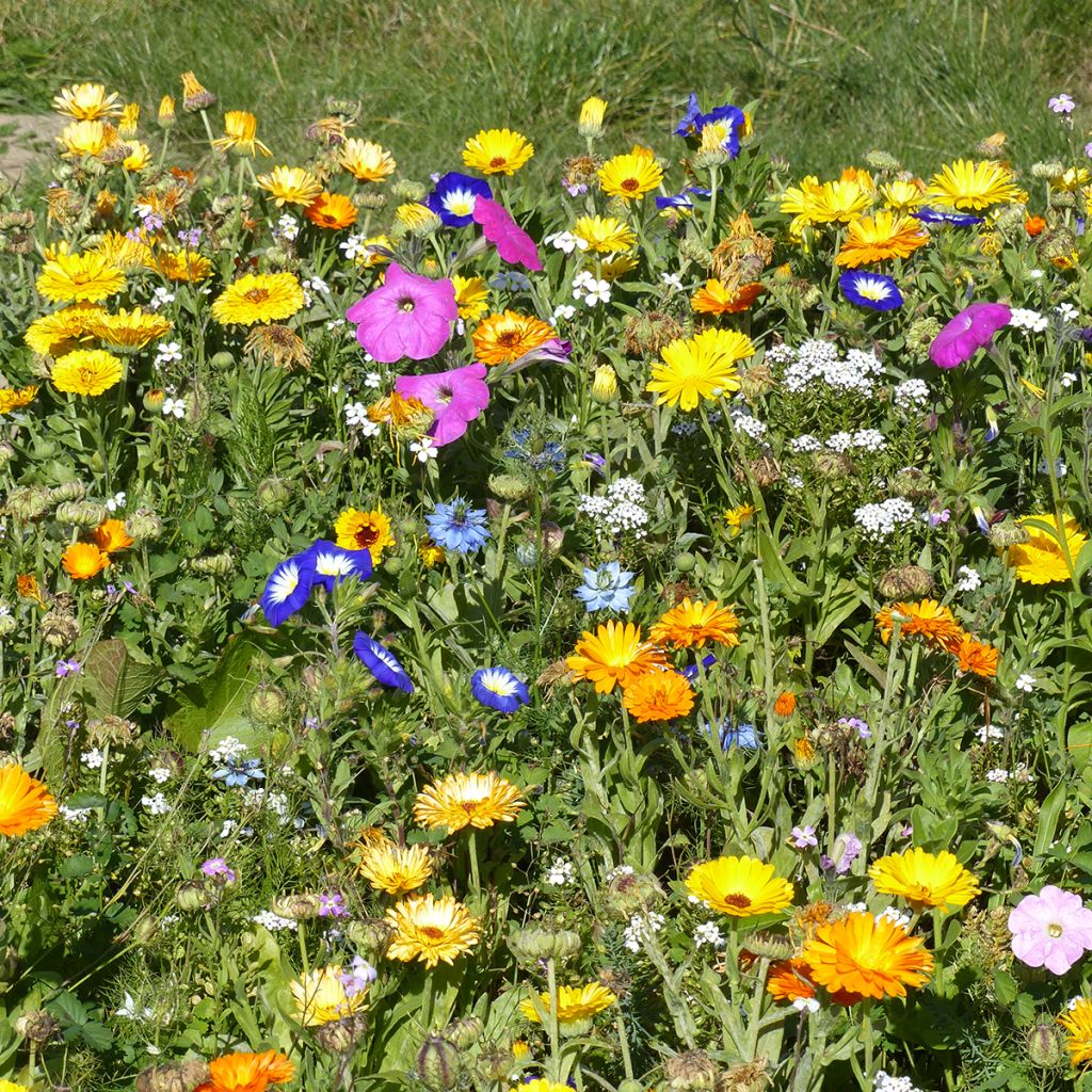 Miscela di fiori tappezzanti annuali e perenni, produzione francese