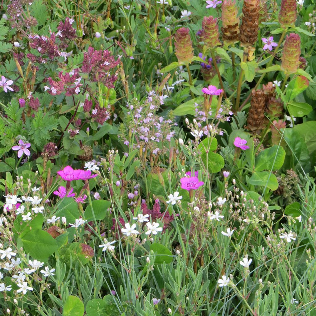 Mischia di fiori perenni tappezzanti, per terreni secchi e superficiali