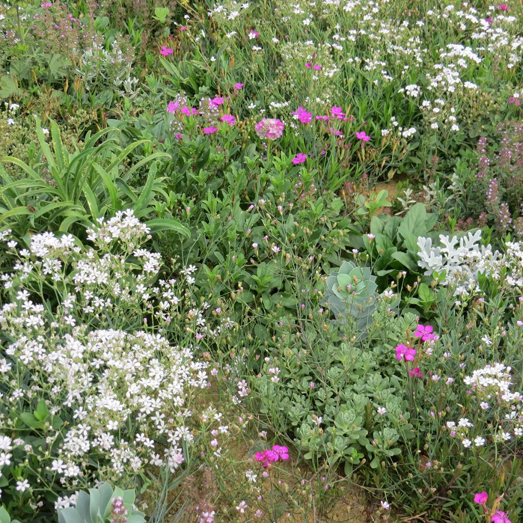 Mischia di fiori perenni tappezzanti, per terreni secchi e superficiali