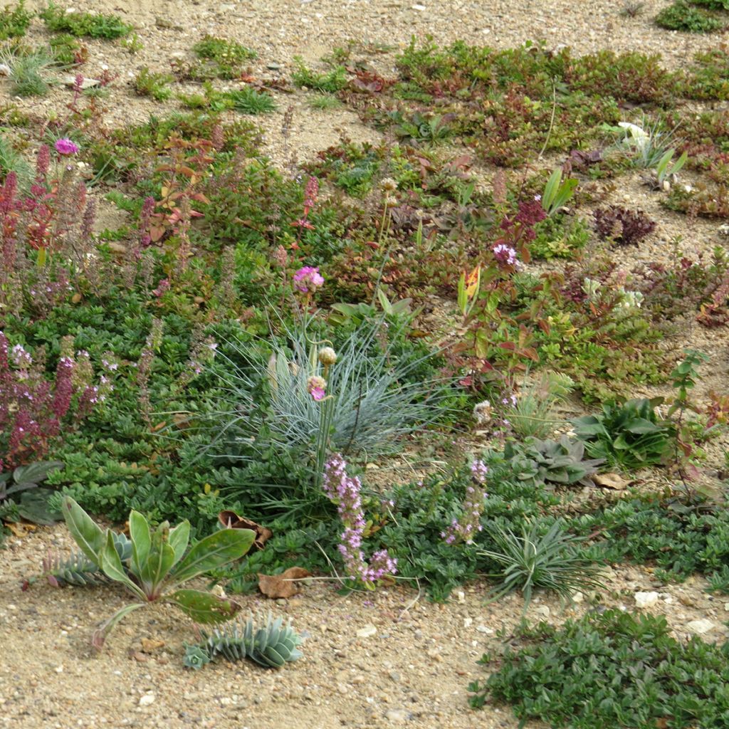 Mischia di fiori perenni tappezzanti, per terreni secchi e superficiali