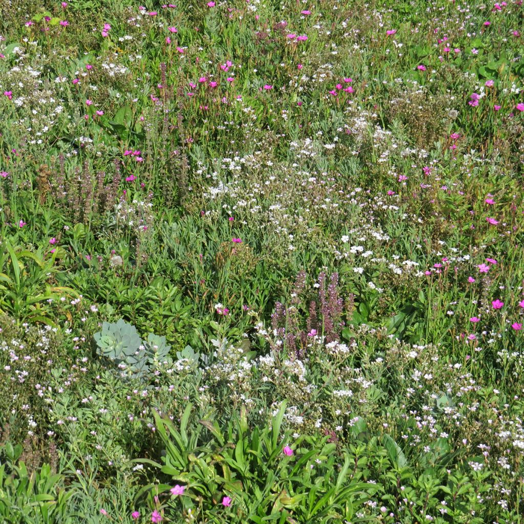 Mischia di fiori perenni tappezzanti, per terreni secchi e superficiali