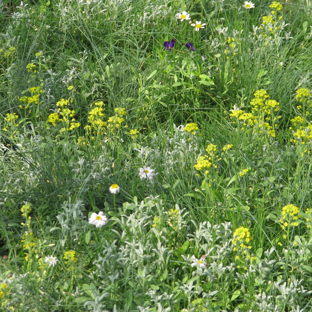 Mischia di fiori perenni tappezzanti, per terreni secchi e superficiali