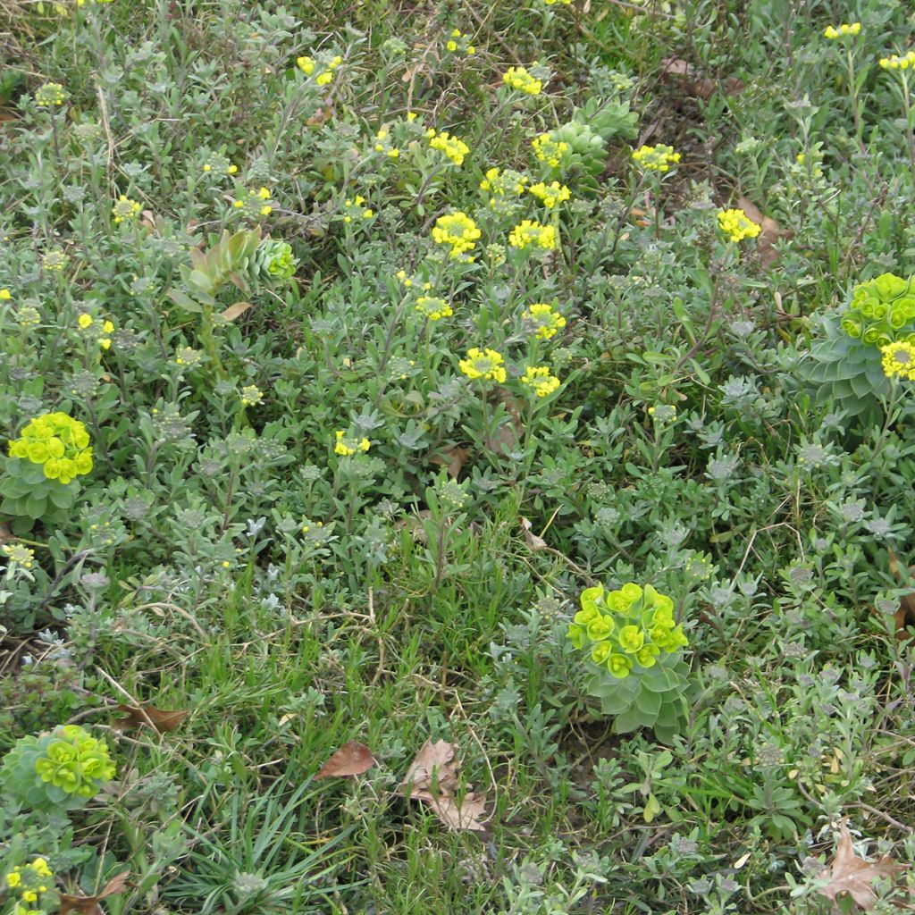 Mischia di fiori perenni tappezzanti, per terreni secchi e superficiali