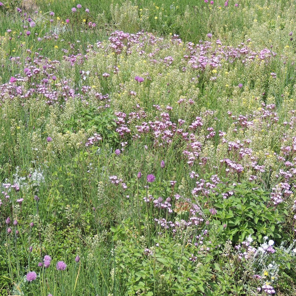 Mischia di fiori perenni tappezzanti, per terreni secchi e superficiali