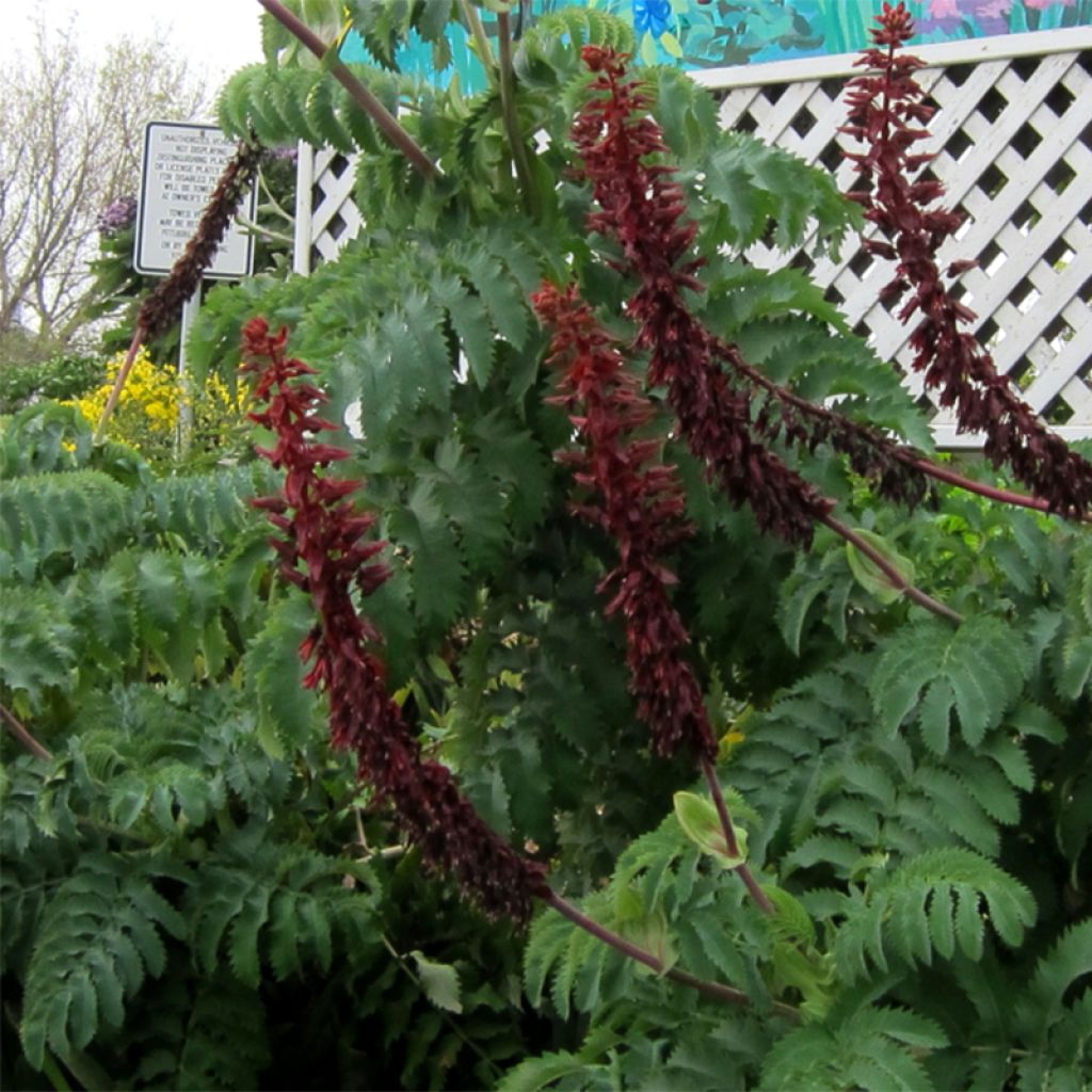 Melianthus major - Melianto maggiore