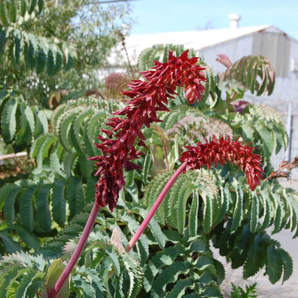 Melianthus major - Melianto maggiore