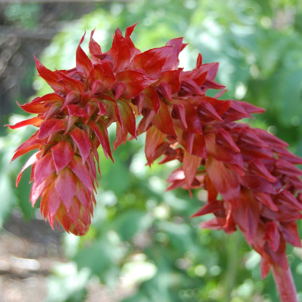 Melianthus major - Melianto maggiore