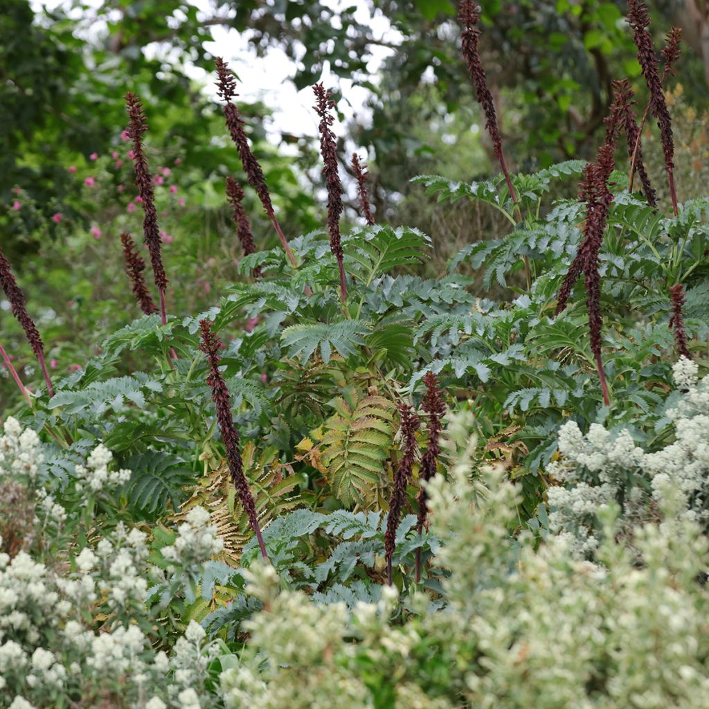 Melianthus major - Melianto maggiore