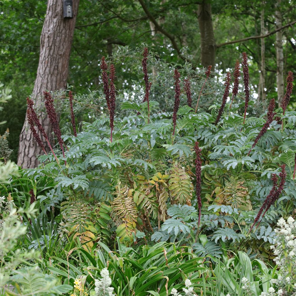 Melianthus major - Melianto maggiore