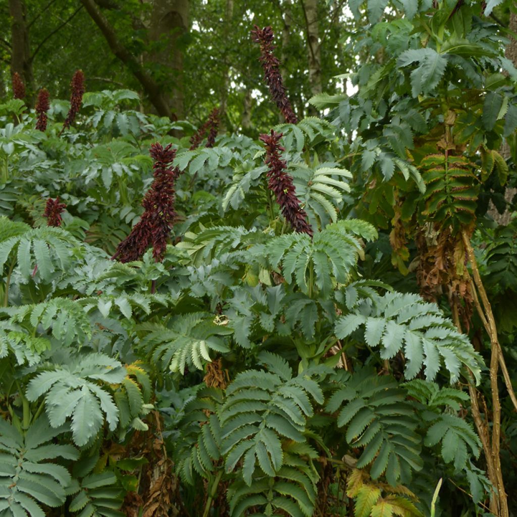 Melianthus major - Melianto maggiore