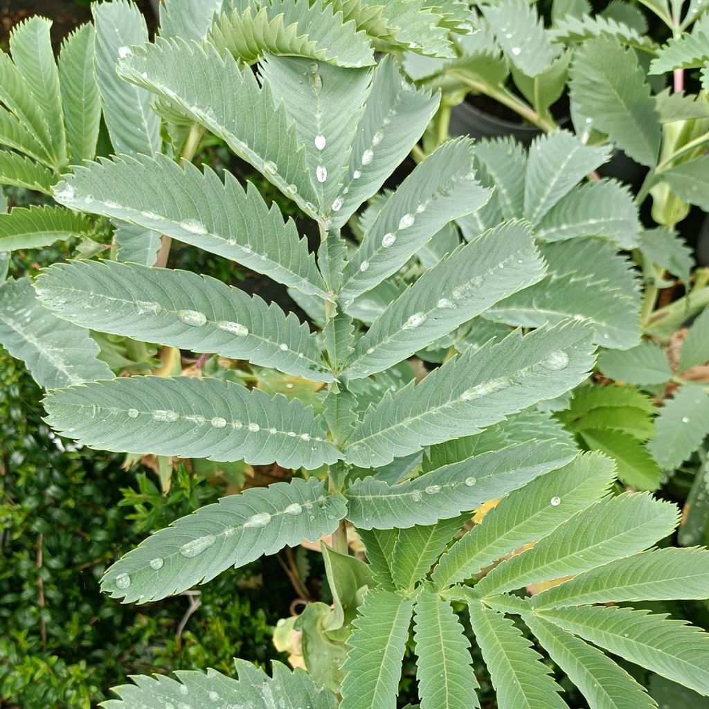 Melianthus major - Melianto maggiore