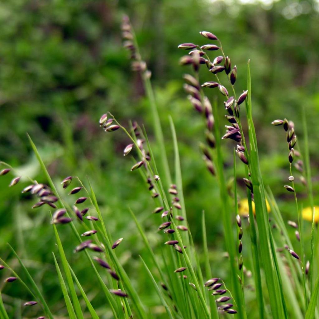 Melica nutans - Mélique penchée