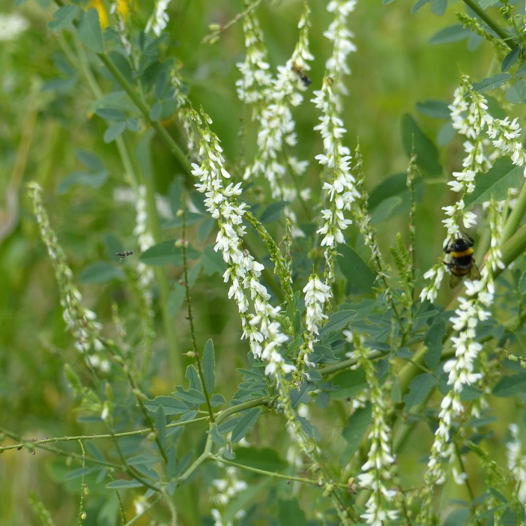 Melilotus albus - Meliloto bianco