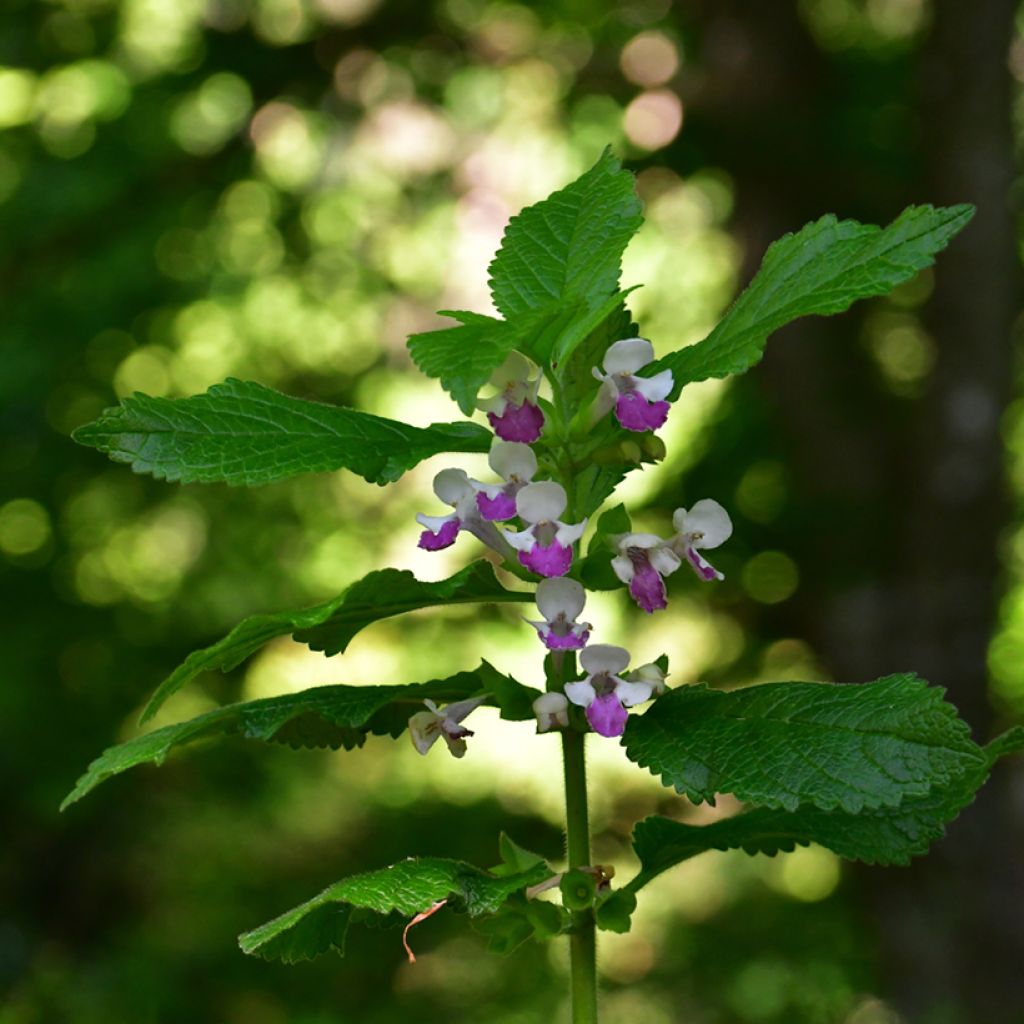 Melittis melissophyllum Royal Velvet