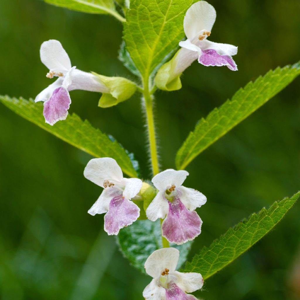 Melittis melissophyllum - Erba limona comune