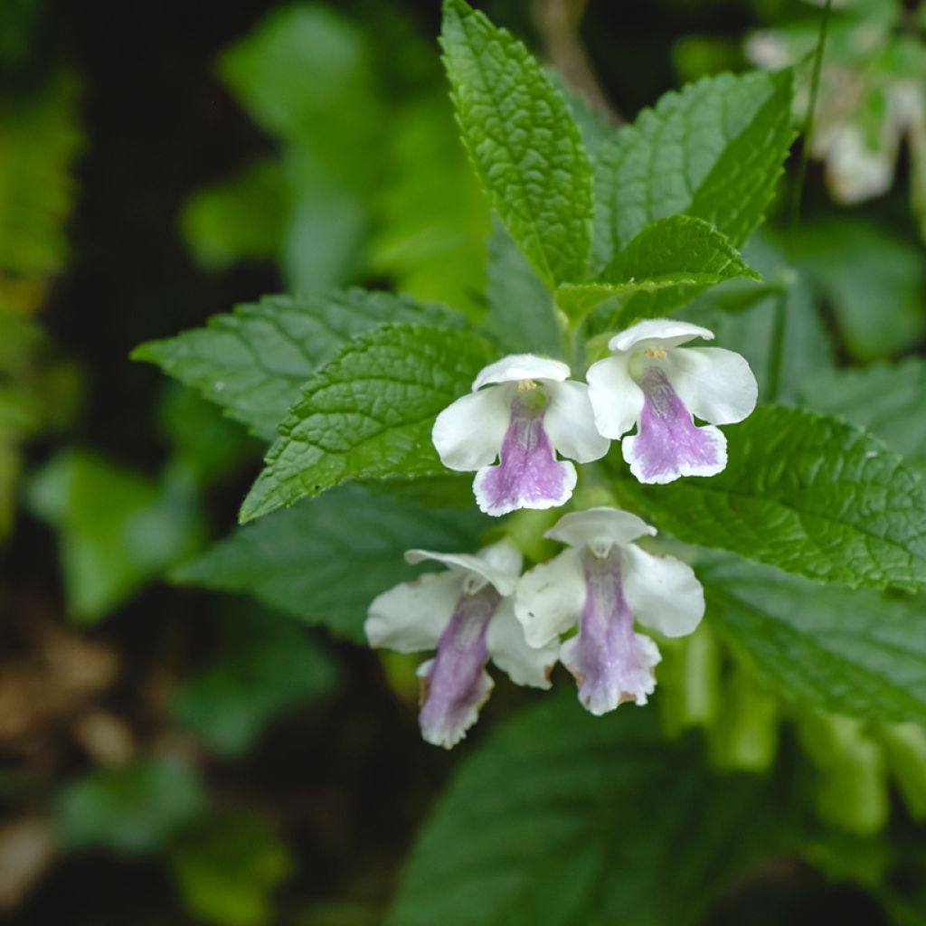 Melittis melissophyllum - Erba limona comune